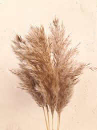 23 6 Large Feather Reed Grass Decorative Plumes Natural Dried Plumes Pampas Reeds Rustic Wedding Pampas G Grass Decor Pampas Grass Decor Grass Background