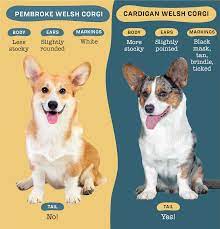 Jimanie pembroke welsh corgis breeding champion corgis with a performance attitude out of top american/english/finnish bloodlines since 1968, member pwcca. A Guide To The Two Types Of Corgis Pembroke Welsh Corgi Vs Cardigan Welsh Corgi Daily Paws