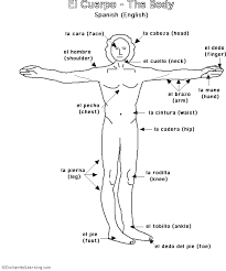 Listen to the french body parts audio and practice your pronunciation with our voice recognition tool. How To Call Body Parts In Spanish Spanish Online