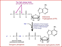 Atp Structure Function