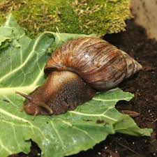 Make sure the environment is moist but not 5 years ago. African Land Snails Various