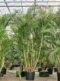 Image result for Dypsis