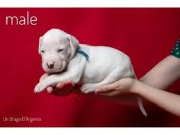 Below is the list of puppy for sale ads on our site. Qwarctefzzlhxm