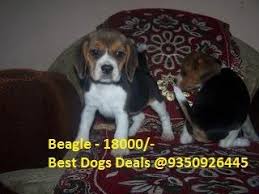 Beagle Puppies At Best Price In Faridabad Haryana Best Dogs Deals There are 17565 dog beagle for sale on etsy, and they cost $21.20 on average. beagle puppies