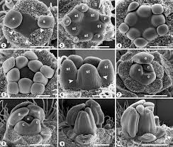 Image result for Basananthe parvifolia