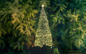 A joyful christmas with gocase wallpapers. Christmas Wallpaper Tree Balsam Fir Oregon Pine Vegetation Colorado Spruce 2888 Wallpaperuse