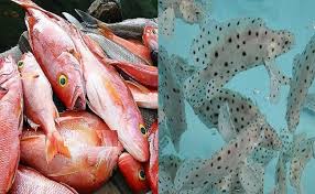 Baramundi as a target fishing ikan ini menempati kasta tertinggi bagi pemancing muara sungai dan. Mbd Jadi Daerah Pengekspor Ikan Kakap Dan Kerapu Ke Eropa Timur Beritabeta