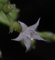 Image result for Bertiera