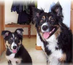 Tri Colored Border Collies Black With White Markings Tan Points Border Collie Collie Australian Shepherd