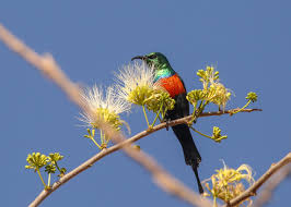 Image result for Terminalia kilimandscharica