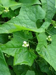 Image result for Sicyos