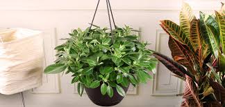 Image result for Peperomia molleri