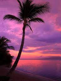 ❤ get the best sunset beach wallpaper on wallpaperset. Beach Purple Sunset Backdrop 388 Backdrop Outlet