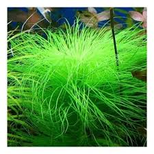 Image result for Eriocaulon setaceum