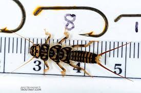 Image result for Gnidia stenophylla