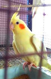 Hand fed & flight cockatiels. Star Pet Shop Lutino Cockatiel Female Bird For Sale Star Facebook