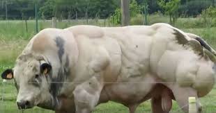 Belgian blue cattle also exhibited less than half the fat cover,.21 inch cover versus.45 inch cover, a 53% reduction. Twitter Belgian Blue Cattle Bull Breeds