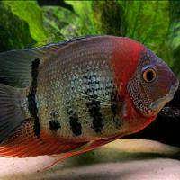 Maybe you would like to learn more about one of these? Red Shoulder Severum Heros Sp Rotkeil Species Profile Aquariumdomain Com