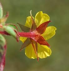 Image result for Ludwigia leptocarpa