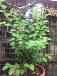 Adapun, jenis antioksidan yang terdapat dalam buah bidara adalah, flavonoid, polisakarida, dan. Bidara Pokok Ada Buah Gardening Plants On Carousell