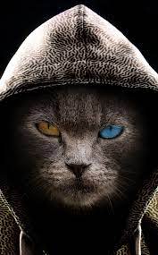 950x1534 Cat In Hood Colored Eyes Wallpaper Bad Cats Cat Wallpaper Iphone Wallpaper Cat