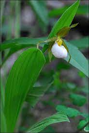 It is native to eastern north america across the northern united states and southern canada. Cypripedium Candidum Types Of Orchids Variegated Plants Orchid Flower