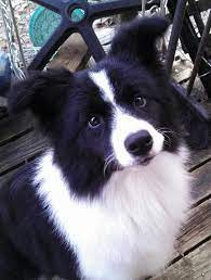 Harbormist Border Collies Harbormist Home