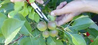 The result of this is the production of fruits at harvest which are smaller than required by the markets and which often show poor storage potential. Growing Fruit Why Thinning Creates A Better Harvest