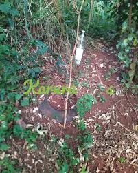 Image result for Uvariodendron