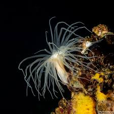 Image result for Aneilema nyasense