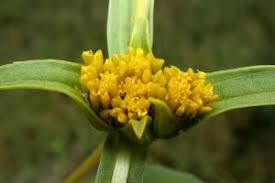 Image result for Flaveria trinervia