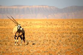 Image result for Kalaharia uncinata