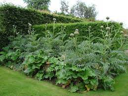 Globe Artichokes Garden Google Search Plants Plant Combinations Beautiful Gardens