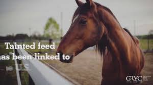 Has anyone used chevel international's black as knight coat enhancer? Horse Owners Sue Kalmbach Over Contaminated Equine Feed Horse Authority