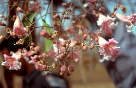 Image result for Stereospermum kunthianum