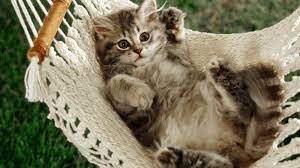 صور قطط كيوت 2019 المرسال kittens cutest cat illnesses cats