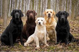 Black And White Labrador Puppy Can You Name These Dog Breeds Labrador Retriever Labrador Retriever Dog Dog Breeds