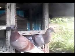 Home » unlabelled » cara membedakan burung merpati jantan dan betina. Ciri Burung Merpati Jantan Dan Betina Serta Burungpedia Com