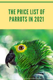 How Much Is A Parrot To Cost In 2021 In 2021 Parrot Pet Parrot Macaw Parrot