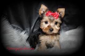We have goldens, gold sables, golden parti yorkies as well as chocolate parti yorkies and chocolate yorkies. Available Male Yorkshire Terrier Puppies For Sale In Tx Wendys Yorkies