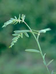 Image result for Phyllanthus boehmii
