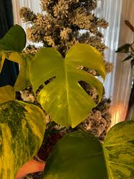 Image result for Nesaea sarcophylla