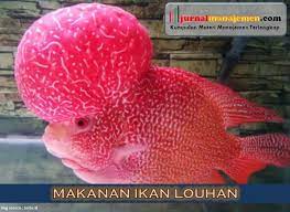 30 gambar wallpaper hd paling keren untuk. Fantastis 26 Wallpaper Animasi Ikan Louhan Bergerak Download 92 Gambar Ikan Louhan Terbaru Gratis 400 Gambar Ikan Mas Ikan Grati Di 2021 Ikan Animasi Ikan Air Tawar