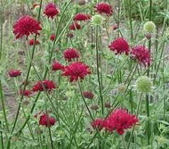Knautia Macedonica Purpur Witwenblume Gunstig Online Kaufen Mein Schoner Garten Garten Pflanzen Stauden