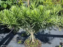 Image result for Senecio barbertonicus