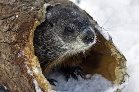 Marmot (rodent of the genus marmota). Jour De La Marmotte Printemps Hatif Prevu Au Canada La Presse