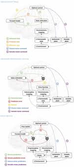 Thermoregulation, or the control of body temperature, shows how homeostasis works in a biological system. The Homeostatic Logic Of Reward Biorxiv