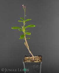 Image result for Talinum portulacifolium