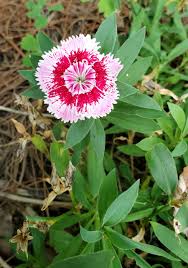 Image result for Dianthus