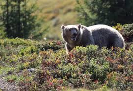 Das erste jahr im arosa bärenland. Das Arosa Barenland